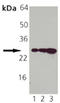 Heat shock protein beta-1 antibody, ADI-SPA-800B-F, Enzo Life Sciences, Western Blot image 