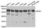 Karyopherin Subunit Alpha 1 antibody, TA327159, Origene, Western Blot image 