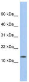 DNA-binding protein inhibitor ID-2 antibody, TA330145, Origene, Western Blot image 