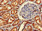 Inner Membrane Mitochondrial Protein antibody, orb53443, Biorbyt, Immunohistochemistry paraffin image 