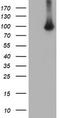 Von Willebrand Factor A Domain Containing 5A antibody, TA501597, Origene, Western Blot image 