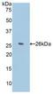 Ccn5 antibody, LS-C298580, Lifespan Biosciences, Western Blot image 