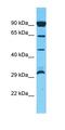 Olfactory Receptor Family 10 Subfamily P Member 1 antibody, orb327067, Biorbyt, Western Blot image 