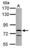 RUN And FYVE Domain Containing 1 antibody, GTX119223, GeneTex, Western Blot image 
