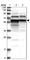 Zinc Finger CCHC-Type Containing 7 antibody, HPA029522, Atlas Antibodies, Western Blot image 