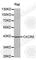 Serine And Arginine Rich Splicing Factor 7 antibody, A5268, ABclonal Technology, Western Blot image 