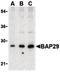 B Cell Receptor Associated Protein 29 antibody, LS-B448, Lifespan Biosciences, Western Blot image 