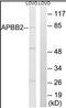 Amyloid beta A4 precursor protein-binding family B member 2 antibody, orb95622, Biorbyt, Western Blot image 