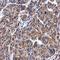 Cytosolic beta-glucosidase antibody, orb73378, Biorbyt, Immunohistochemistry paraffin image 
