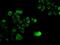 SRY-Box 17 antibody, MA5-24885, Invitrogen Antibodies, Immunocytochemistry image 