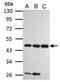 Cyclin I antibody, PA5-32230, Invitrogen Antibodies, Western Blot image 