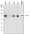 Negative Regulator Of Ubiquitin Like Proteins 1 antibody, AF7336, R&D Systems, Western Blot image 