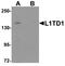LINE1 Type Transposase Domain Containing 1 antibody, A12503, Boster Biological Technology, Western Blot image 