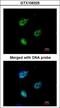 Karyopherin Subunit Alpha 4 antibody, LS-C185791, Lifespan Biosciences, Immunocytochemistry image 