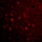 Mitochondrial Antiviral Signaling Protein antibody, 4053, ProSci Inc, Immunofluorescence image 