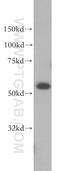 Lymphocyte Specific Protein 1 antibody, 15593-1-AP, Proteintech Group, Western Blot image 