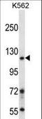 Bromodomain Containing 1 antibody, LS-C156857, Lifespan Biosciences, Western Blot image 
