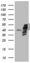 Phosphatidylserine Decarboxylase antibody, TA807331, Origene, Western Blot image 