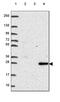 Ribonuclease T2 antibody, HPA066509, Atlas Antibodies, Western Blot image 