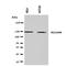 Solute carrier family 12 member 6 antibody, orb137942, Biorbyt, Western Blot image 