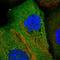 Band 4.1-like protein 4B antibody, HPA042862, Atlas Antibodies, Immunofluorescence image 