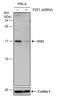 Fission, Mitochondrial 1 antibody, NBP2-43628, Novus Biologicals, Western Blot image 
