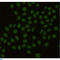 PCNA antibody, LS-C813073, Lifespan Biosciences, Immunocytochemistry image 
