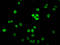 Histone Cluster 1 H1 Family Member E antibody, LS-C670371, Lifespan Biosciences, Immunofluorescence image 