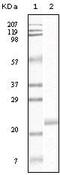 Htk antibody, MA5-15286, Invitrogen Antibodies, Western Blot image 