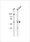 Upstream-binding factor 1-like protein 1 antibody, PA5-49394, Invitrogen Antibodies, Western Blot image 