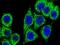 PKC-zeta-interacting protein antibody, FNab06086, FineTest, Immunofluorescence image 