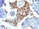 Napsin A Aspartic Peptidase antibody, V2996SAF-100UG, NSJ Bioreagents, Flow Cytometry image 