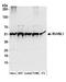 RuvB Like AAA ATPase 1 antibody, A304-716A, Bethyl Labs, Western Blot image 
