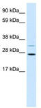 Fibrinogen Silencer Binding Protein antibody, TA331162, Origene, Western Blot image 