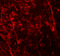 NK3 Homeobox 2 antibody, 6211, ProSci, Immunofluorescence image 