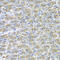 Syntaxin-binding protein 2 antibody, 23-143, ProSci, Immunohistochemistry frozen image 