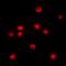 CCAAT Enhancer Binding Protein Zeta antibody, abx133480, Abbexa, Western Blot image 