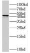 Protein O-Fucosyltransferase 1 antibody, FNab06602, FineTest, Western Blot image 