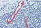 Selectin P antibody, MBS245497, MyBioSource, Immunohistochemistry paraffin image 