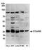 Chromosome 12 Open Reading Frame 45 antibody, A304-707A, Bethyl Labs, Western Blot image 