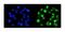 Heterogeneous nuclear ribonucleoprotein H antibody, A07691, Boster Biological Technology, Immunofluorescence image 