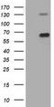 Pyruvate Kinase L/R antibody, TA501417, Origene, Western Blot image 