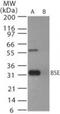 PRP antibody, PA1-41373, Invitrogen Antibodies, Western Blot image 