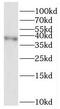 Replication factor C subunit 3 antibody, FNab07249, FineTest, Western Blot image 