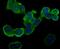 Microsomal Glutathione S-Transferase 3 antibody, NBP2-75573, Novus Biologicals, Immunofluorescence image 