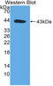 MIA SH3 Domain Containing antibody, LS-C315006, Lifespan Biosciences, Western Blot image 