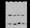 RNA Polymerase II Subunit D antibody, 202968-T36, Sino Biological, Western Blot image 