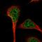 RNA Binding Motif Protein 27 antibody, HPA036422, Atlas Antibodies, Immunofluorescence image 