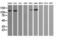 Phosphatidylinositol-4,5-bisphosphate 3-kinase catalytic subunit gamma isoform antibody, LS-C174229, Lifespan Biosciences, Western Blot image 
