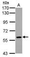 EBF Transcription Factor 1 antibody, PA5-29545, Invitrogen Antibodies, Western Blot image 